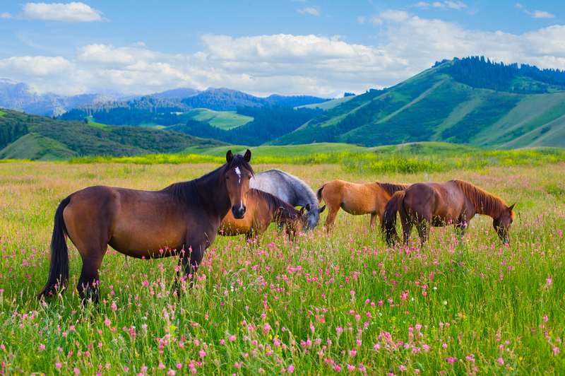 Ayurvedic Health for Horse Owners